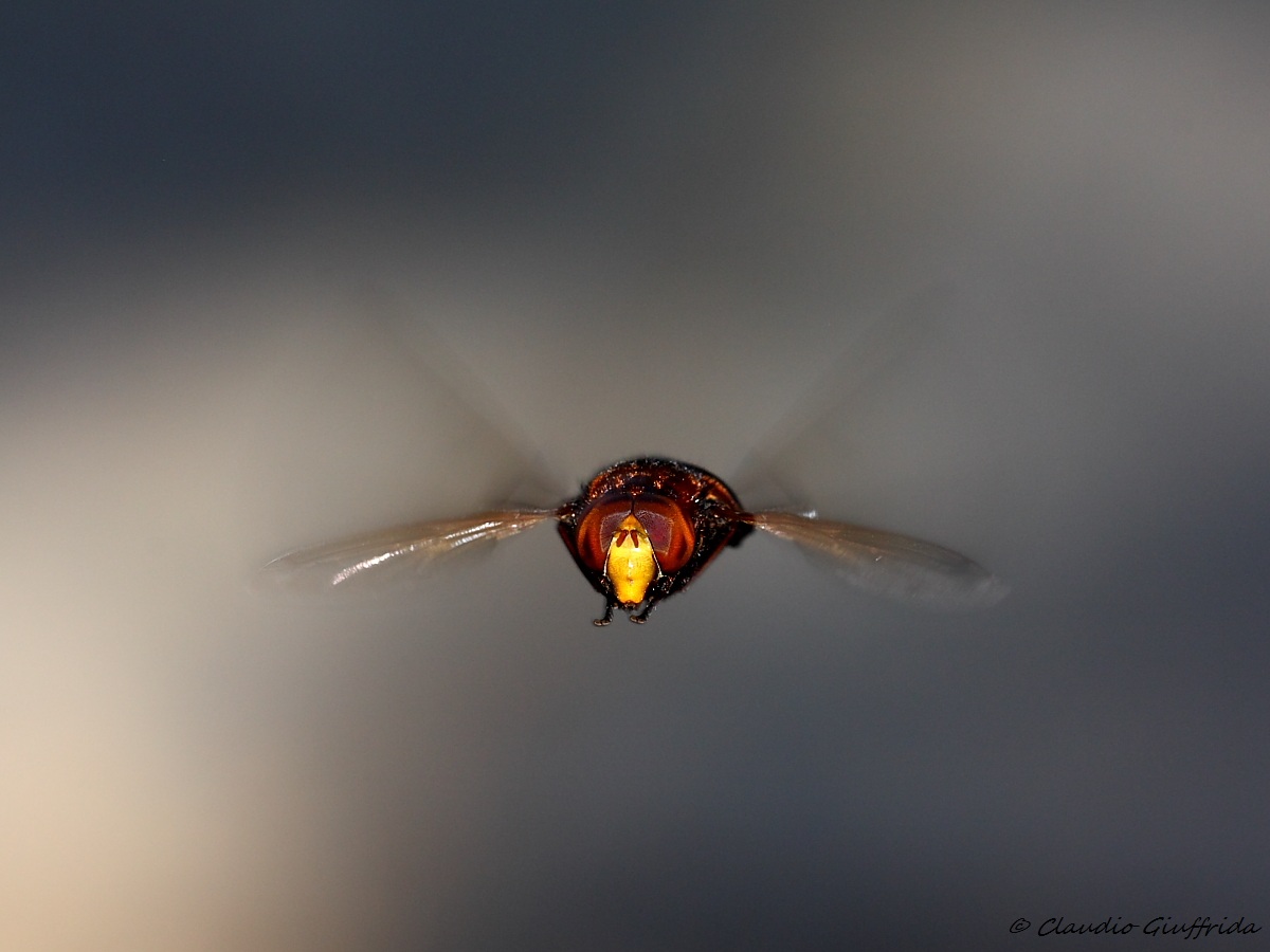 Volucella zonaria